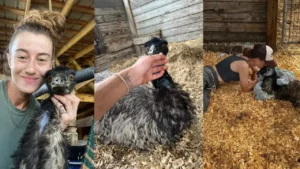 Emmanuel the Emu Survives Bird Flu Outbreak on Florida Farm