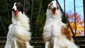 The Majestic Borzoi A Graceful and Elegant Breed 